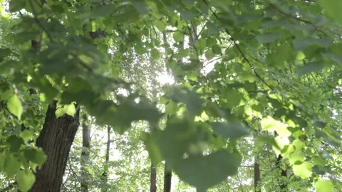 Sunlight on forest through the tree petals Stock Footage 157007664