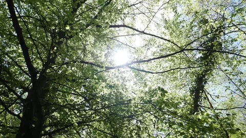 Sunlight From Forest Trees Stock Footage 91214912