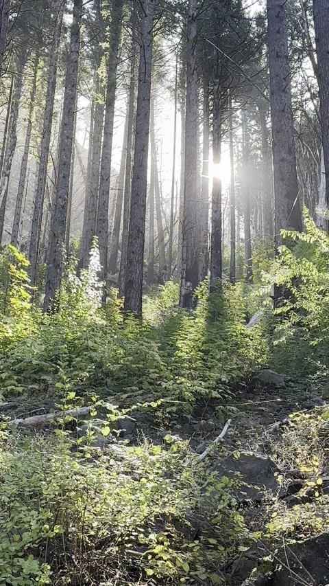 Sunlight forest trees Stock Footage 296021799