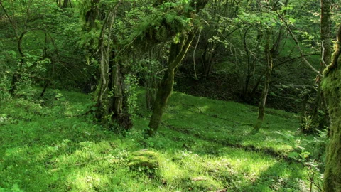 Sunlight in the forest in the valley of the river Aapsta, Abkhazia. Full HD Stock Footage 95263693