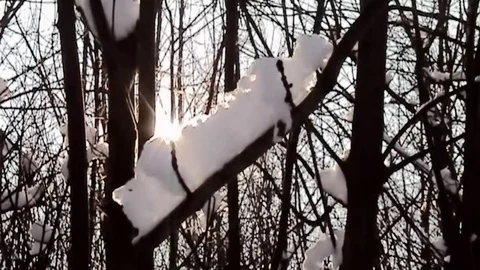 Sunlight in the forest in the winter with snow Stock Footage 82772394