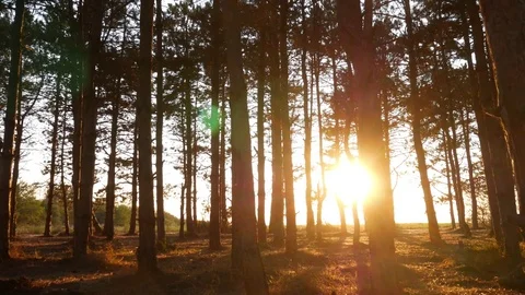 Sunlight In Forrest At Sunset 스톡 동영상 79471407
