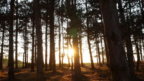 Sunlight In Forrest At Sunset Stock Footage 79471422