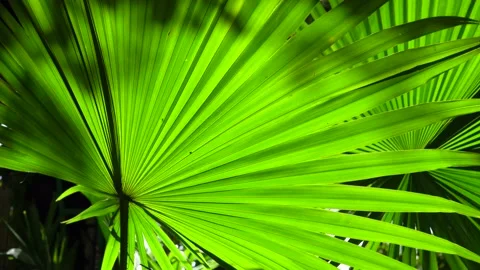 Sunlight on fresh green palm leaf nature in the forest, Wind blowing. Stock Footage
