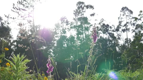 Sunlight in the Garden Stock Footage 135916147