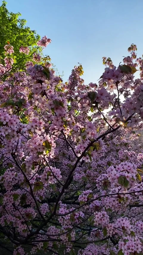 Sunlight gently filtering through the branches of a blooming cherry tree, wit Video stock 310404570
