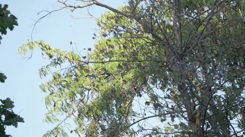 Sunlight Gently Filtering Through the Lush, Green Tree Foliage in a Serene Video stock 288868466
