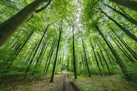 Sunlight Gently Filtering Through a Lush and Verdant Forest Canopy Creates .. Stock Photos