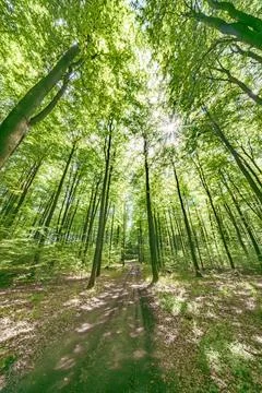 Sunlight Gently Filtering Through a Lush and Verdant Forest Canopy Creates .. Stock Photos