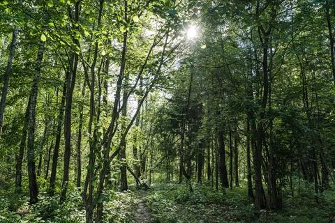 Sunlight Gently Filtering Through a Lush Green Forest Creating a Magical Stock Photos