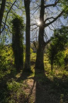 Sunlight Gently Filtering Through Trees in a Beautiful Lush Green Landscape Stock Photos