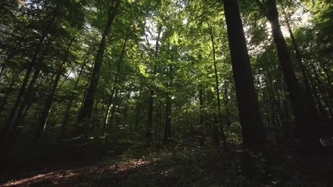 The Sunlight Gently Filtering Through a Vibrant and Lush Forest Canopy Creates a Stock Footage 294932760