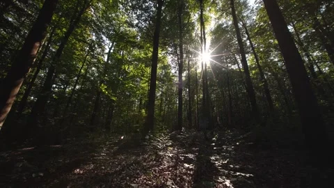 The Sunlight Gently Filtering Through a Vibrant and Lush Forest Canopy Creates a Stock Footage 294932902