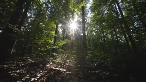 The Sunlight Gently Filtering Through a Vibrant and Lush Forest Canopy Creates a Stock Footage 294932987