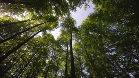 The Sunlight Gently Filtering Through a Vibrant and Lush Forest Canopy Creates a Stock Footage 294933021