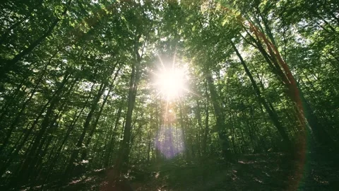 The Sunlight Gently Filtering Through a Vibrant and Lush Forest Canopy Creates a Stock Footage 294933142