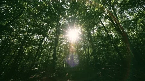 The Sunlight Gently Filtering Through a Vibrant and Lush Forest Canopy Creates a Stock Footage 294933293