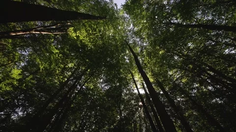 The Sunlight Gently Filtering Through a Vibrant and Lush Forest Canopy Creates a Stock Footage 294933354