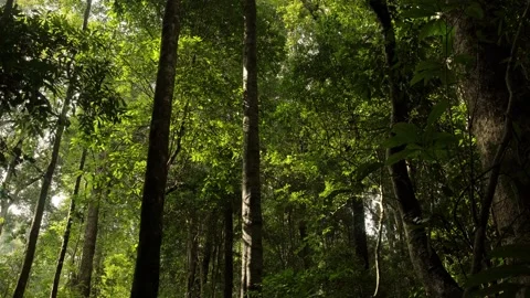 Sunlight gently filters through a dense tropical forest canopy, illuminatin.. Video stock 345021471