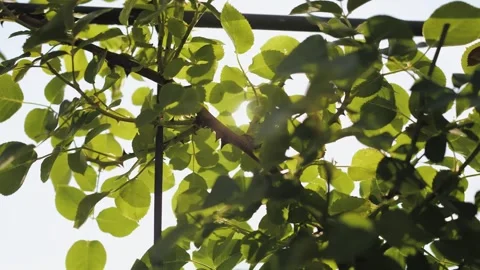 Sunlight gently filters through the lush green leaves of the prickly rose tree Stock Footage 307287302
