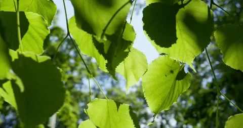 Sunlight gently passes through the abundance of green leaves in the forest Stock Footage 277596670