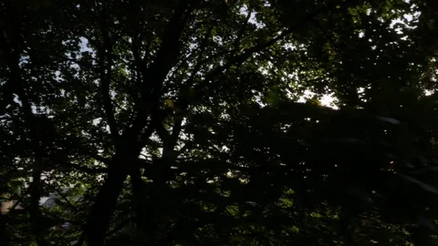 Sunlight Gilesting Through Trees, Buda, Budapest Stock Footage 90734302