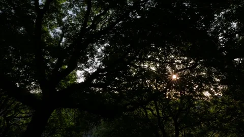 Sunlight Gilesting Through Trees, Buda, Budapest Stock Footage 90734495