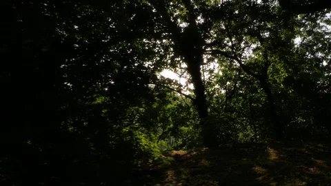 Sunlight Gilesting Through Trees, Buda, Budapest Stock Footage 90734518