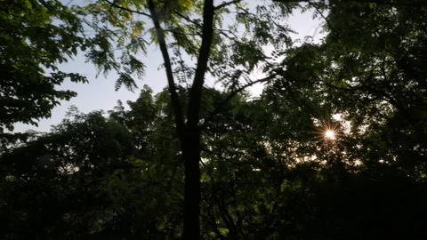 Sunlight Gilesting Through Trees, Buda, Budapest Stock Footage 90736209