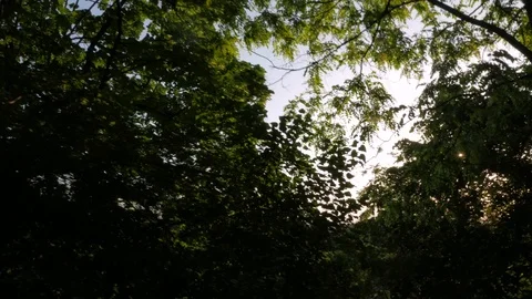 Sunlight Gilesting Through Trees, Buda, Budapest Stock Footage 90736227