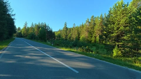 Sunlight glances through tall pine trees. Durmitor, Montenegro 스톡 동영상 342980671