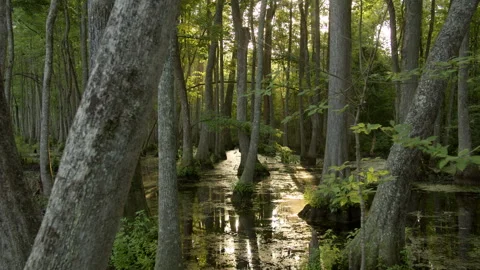 Sunlight Glares Through Cypress Trees in a Swamp Bayou Видео 248476657