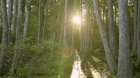 Sunlight Glares through the Cypress Trees in a Swamp Bayou Stockbeeldmateriaal 248476726