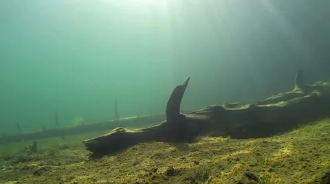 Sunlight gleaming over submerged trees Stock Footage 44206599