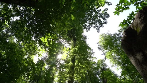 Sunlight Gleaming Through Trees During Motion Stock Footage 312760346