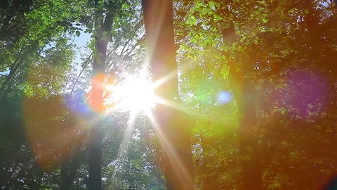 Sunlight gliding through the trees in the forest Stock Footage 150052906