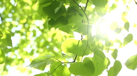 Sunlight glimmering between bright green leaves Stock Footage