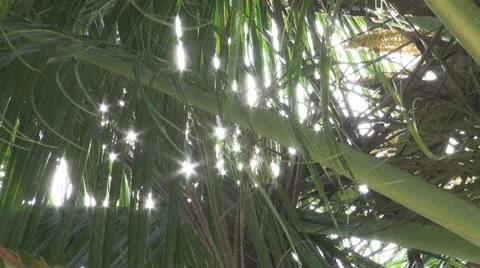 Sunlight Glimmering Through Coconut Tree Video stock 10967434