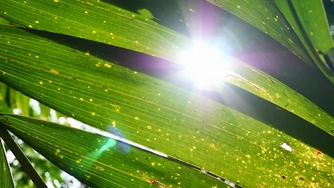 Sunlight glimmering through green leaves. Stock Footage 118748604