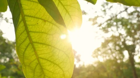 Sunlight glimmering through tropical green leaves trees. Stock Footage 126579445