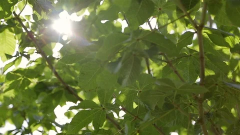 Sunlight glimpse the leaves Stock Footage 86684746