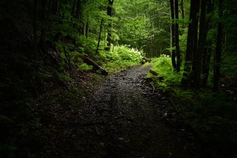 Sunlight glimpse Stock Photos