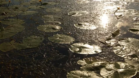Sunlight glinting on water lily pads and blooming flowers in a serene pond Stock Footage 337129373
