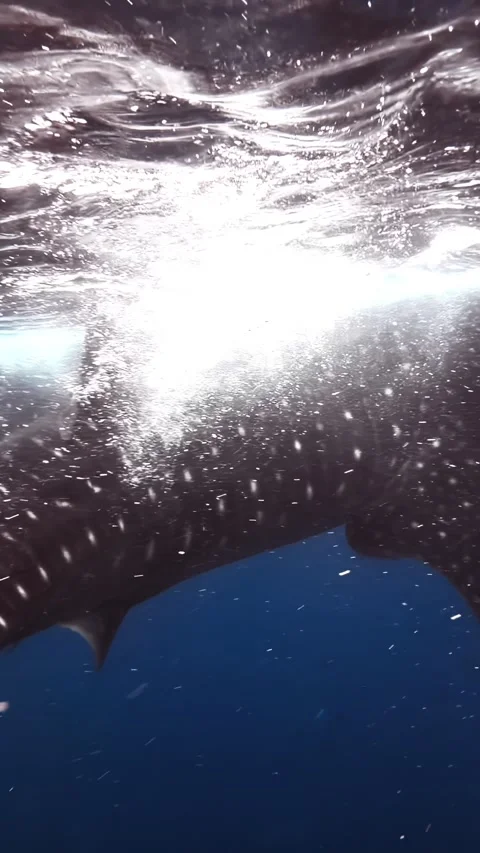 Sunlight Glinting on Whale Shark as it Swims Near Ocean Surface Stock Footage 336662711