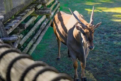 Sunlight glints off a deer's coat as it walks near a fence 库存照片