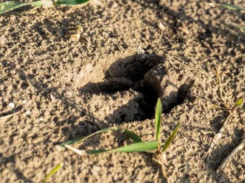 Sunlight glints off dry, textured soil Fotos de archivo