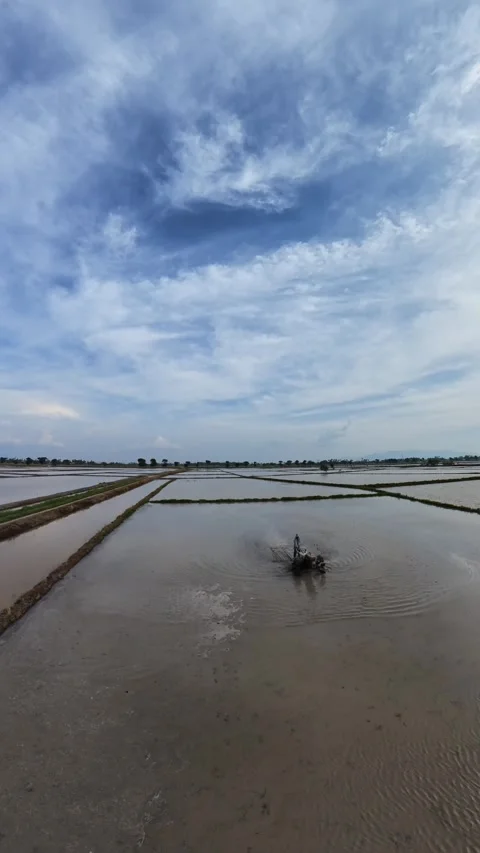 Sunlight glints off flooded rice paddies under a soft blue sky Stock Footage 345409131