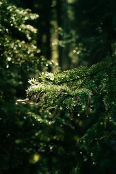 Sunlight glints on needles and cones on a coniferous tree branch. Stock Photos