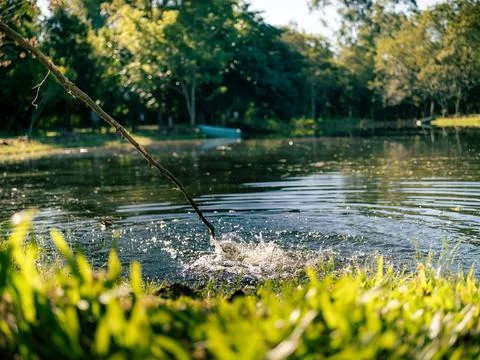 Sunlight glints on rippling pond water 스톡 사진