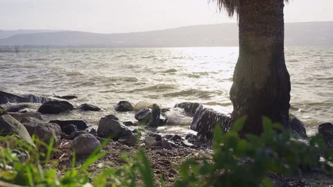 Sunlight glints off rippling water behind a palm tree in Sea of Galilee, Israel Video stock 336971825